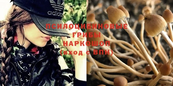 гашик Богданович